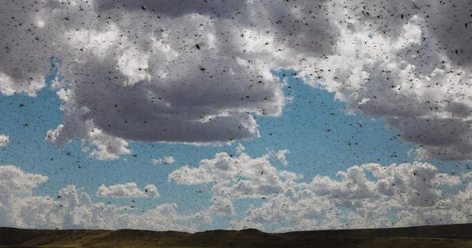 Millions of brown locust swarms flying against the clouds,decimating crops in Africa linked to Global warming, Climate change,Climate emergency