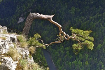 sosna, Pieniny, Sokolica, drzewo, symbol, wiosna, Pieninski Park Narodowy © Albin Marciniak