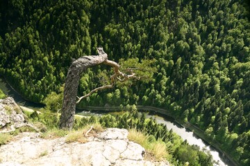 sosna, Pieniny, Sokolica, drzewo, symbol, wiosna, Pieninski Park Narodowy © Albin Marciniak