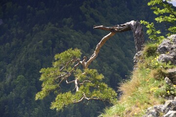 sosna, Pieniny, Sokolica, drzewo, symbol, wiosna, Pieninski Park Narodowy © Albin Marciniak