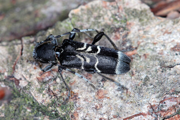 Rufous-shouldered longhorn beetle (dark form) - Anaglyptus mysticus on wood.
