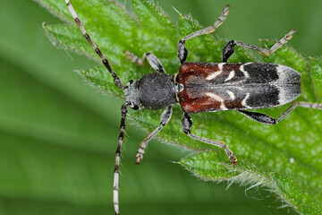 Rufous-shouldered longhorn beetle - Anaglyptus mysticus on leaf.