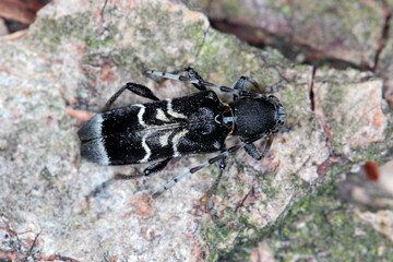 Rufous-shouldered longhorn beetle (dark form) - Anaglyptus mysticus on wood.