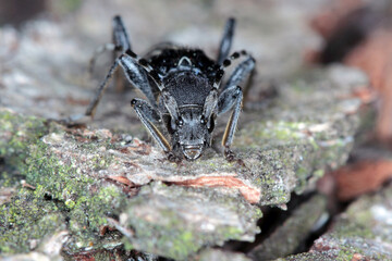 Rufous-shouldered longhorn beetle (dark form) - Anaglyptus mysticus on wood.