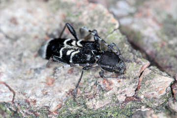 Rufous-shouldered longhorn beetle (dark form) - Anaglyptus mysticus on wood.