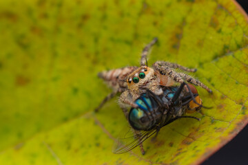 the spider is eating the fly, the spider web is unique