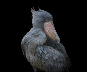Adult African shoebill stork  - Balaeniceps rex - vertical portrait