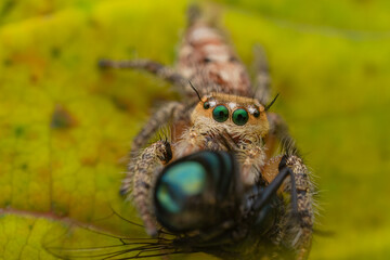 the spider is eating the fly, the spider web is unique