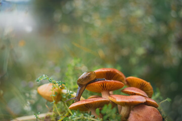 Fototapeta premium a snail walking on a mushroom with a unique bokeh background
