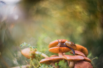 a snail walking on a mushroom with a unique bokeh background