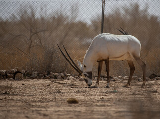 Oryx leucoryx
In Saudi Arabia