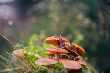 a snail walking on a mushroom with a unique bokeh background