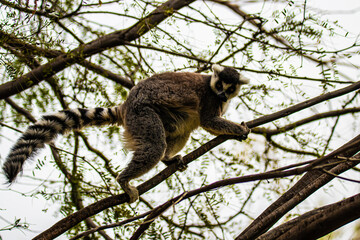 ring-tailed lemur on a tree