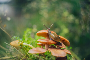 a snail walking on a mushroom with a unique bokeh background