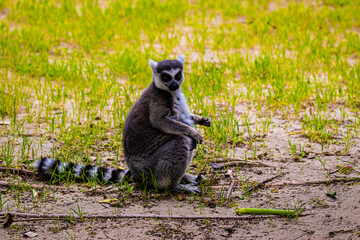 ring tailed lemur sitting on the ground