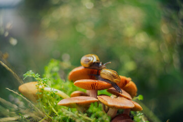a snail walking on a mushroom with a unique bokeh background