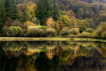 Autumn Reflections at Yew Tree Tarn in the English Lake District National Park. One of the most accessible tarns – the road from Ambleside to Coniston goes right past it, with a small car park beside
