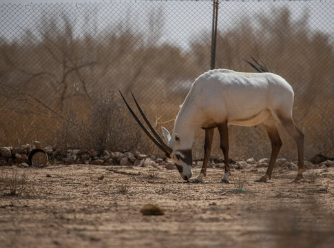 Oryx leucoryx
In Saudi Arabia