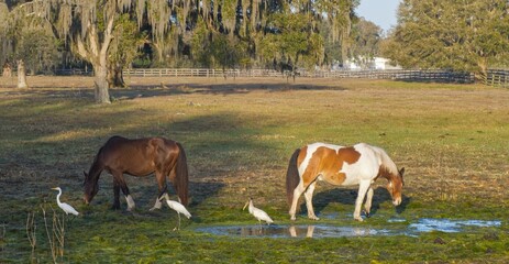 bay - Equus ferus caballus and American paint horses - Equus caballus