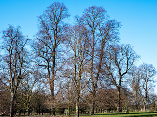 Tall bare winter trees in a park