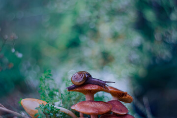 a snail walking on a mushroom with a unique bokeh background