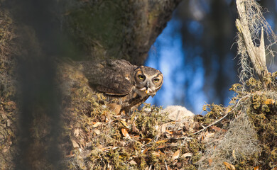 Adult great horned owl - Bubo virginianus - perched in oak tree with frog legs