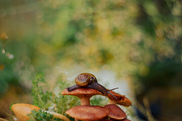 a snail walking on a mushroom with a unique bokeh background