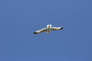 Gull flying on blue sky