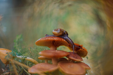 a snail walking on a mushroom with a unique bokeh background
