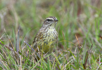 Juvenile male brown and yellow palm warbler - Setophaga palmarum  hypochrysea