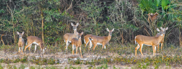 8 female doe white tailed - Odocoileus virginianus clavium deer standing in an open meadow and grazing in north Florida 

