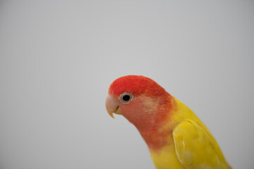 Retrato de un agapornis amarillo y naranja