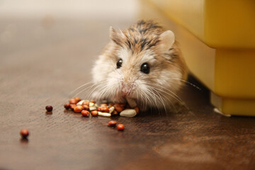 Cute dwarf hamster it is out the cage eats a grain - Roborovski Hamster
