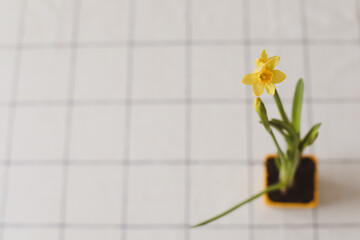Beautiful blooming yellow daffodils on white background. Gardening, Spring and Easter concept.