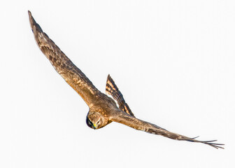 female northern harrier - Circus hudsonius