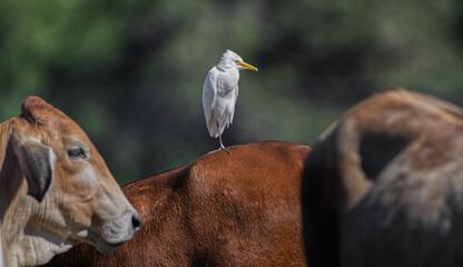 Single cattle egret - Bubulcus ibis -resting on red brown cow