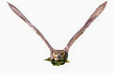 great horned owl adult - bubo virginianus - flying towards camera