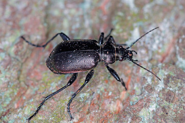 Beetle Calosoma inquisitor on the bark of a tree. It is a predatory beetle that eats pests in forests and parks.