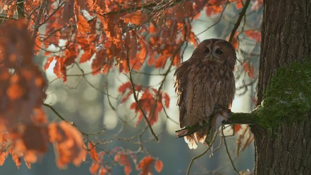 The tawny owl (also called the brown owl, Strix aluco) sitting on a branch at sunset in an autumn forest.