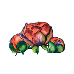 Flower elements on a white background. Flowers, spring illustration.