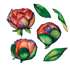 Flower elements on a white background. Flowers, spring illustration.