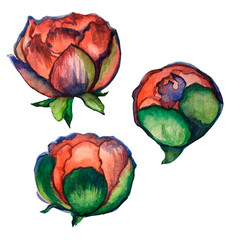 Flower elements on a white background. Flowers, spring illustration.