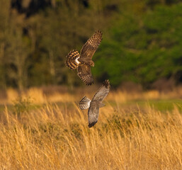 Grey Male and brown female Mating pair of Northern Harriers - Circus hudsonius