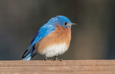 Tiny wild male eastern blue bird - Sialia sialis