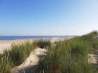 Fototapeta na wymiar dune grass on the beach