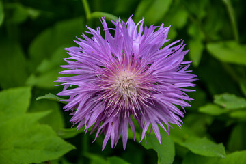 flower pink cornflower in the garden