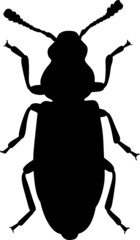 Black illustration of a tropical beetle. The insect is a pest of forests and gardens