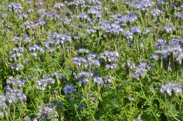The field is blooming phacelia