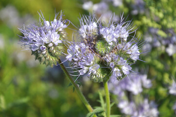 The field is blooming phacelia