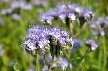 The field is blooming phacelia